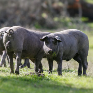 suino-nero-di-calabria Benessere degli animali