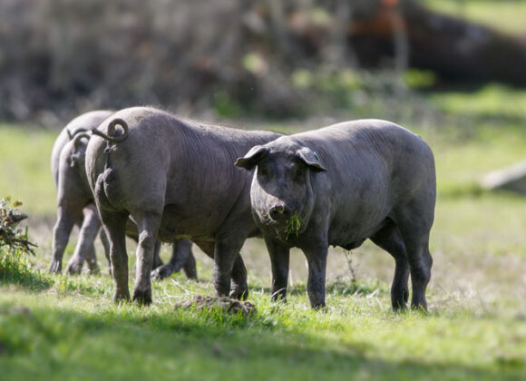 suino-nero-di-calabria Benessere degli animali