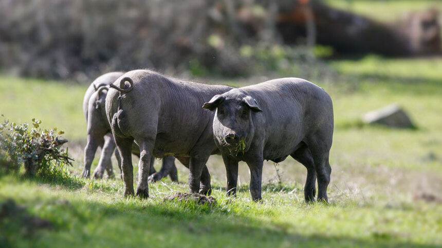 suino-nero-di-calabria Benessere degli animali