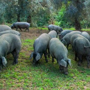Suino Nero di Calabria